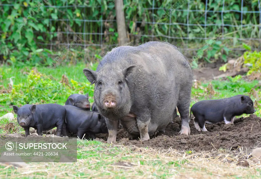 Domestic Pig, Vietnamese Pot-bellied Pig, sow with piglets, standing in paddock, England, july
