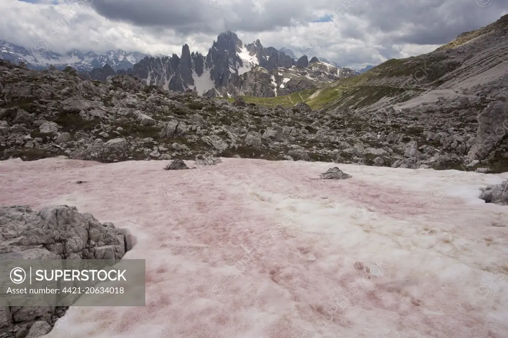 'Red Snow' or 'Watermelon Snow', caused by Flagellate Alga (Chlamydomonas nivalis), Tre Cime, Dolomites, Italian Alps, Italy, June