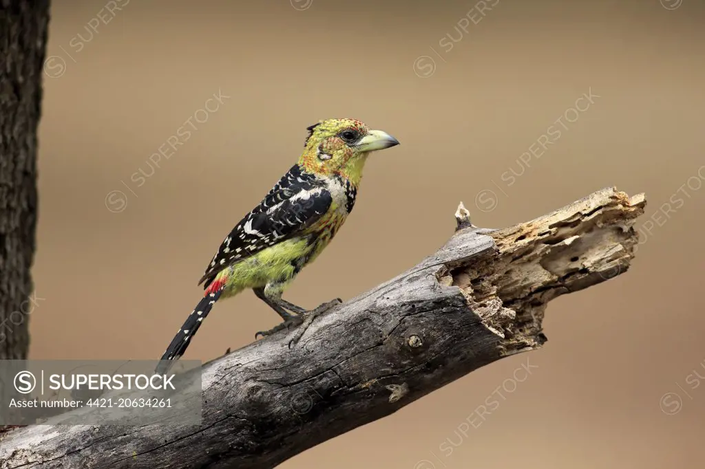 Crested Barbet (Trachyphonus vaillantii) adult, perched on branch, Kruger N.P., Great Limpopo Transfrontier Park, South Africa, November