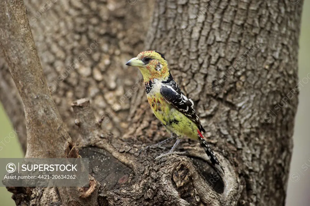 Crested Barbet (Trachyphonus vaillantii) adult, perched in tree, Kruger N.P., Great Limpopo Transfrontier Park, South Africa, November