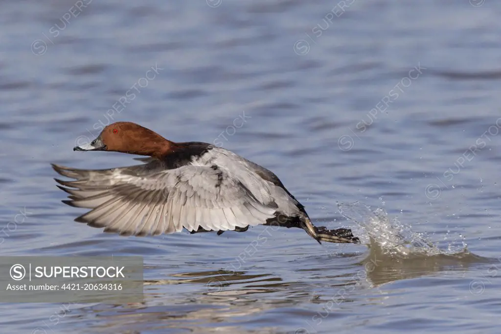 Common Pochard (Aythya ferina) adult male, in flight, taking off from water, Gloucestershire, England, March