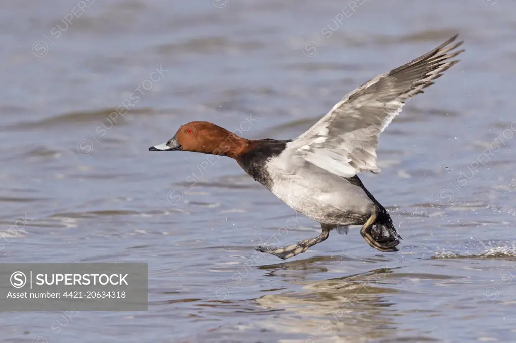 Common Pochard (Aythya ferina) adult male, in flight, landing on water, Gloucestershire, England, March