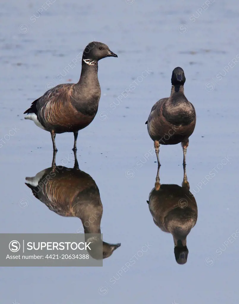 Brent Goose (Branta bernicla) adult pair, standing in shallow water with reflection, Texel, West Frisian Islands, Wadden Sea, North Holland, Netherlands, April