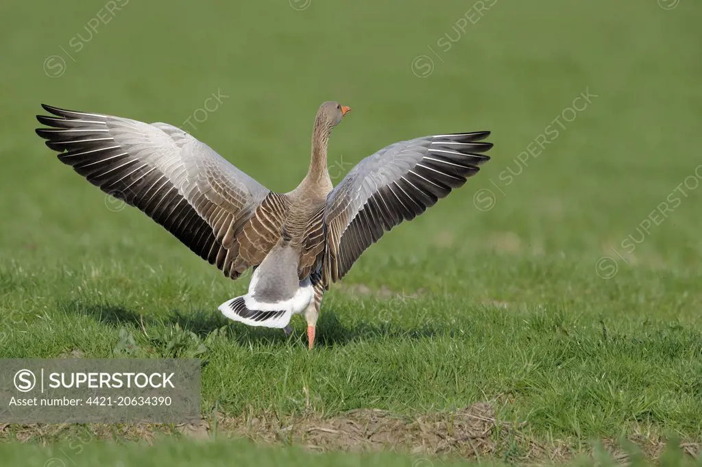Greylag Goose (Anser anser) adult, with wings raised in aggressive posture, Texel, West Frisian Islands, Wadden Sea, North Holland, Netherlands, April