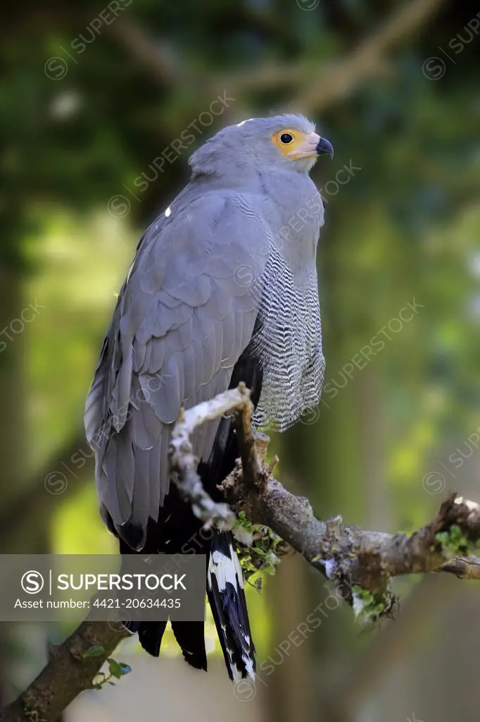 African Harrier-hawk (Polyboroides typus) adult, perched on branch, South Africa, November
