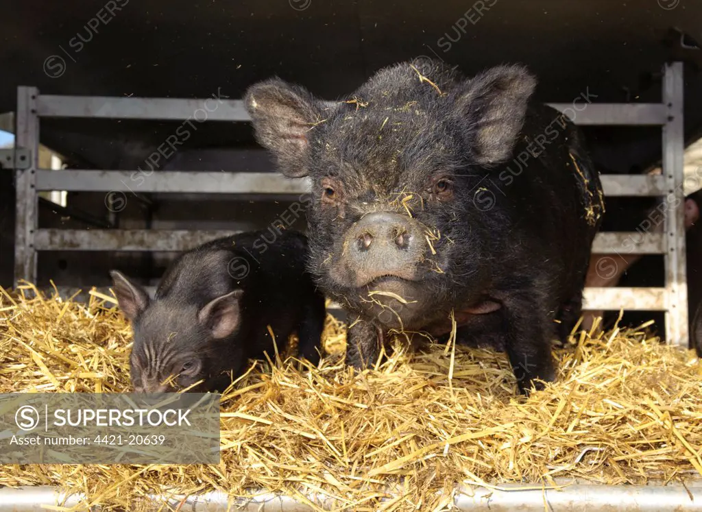 Domestic Pig, Vietnamese Pot-bellied Pig, sow with piglet, on straw bedding in trailer, Cumbria, England, november