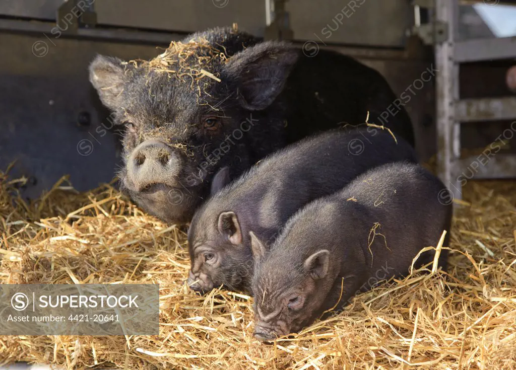 Domestic Pig, Vietnamese Pot-bellied Pig, sow with two piglets, on straw bedding in trailer, Cumbria, England, november