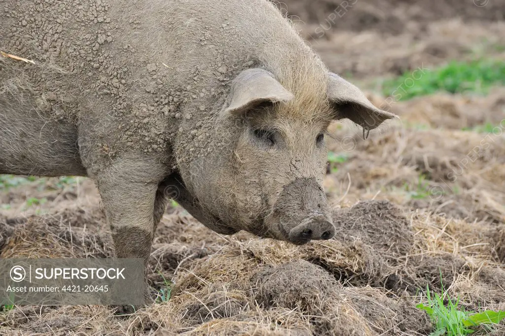 Domestic Pig, Mangalitza gilt, rooting in paddock, close-up of head, England, july