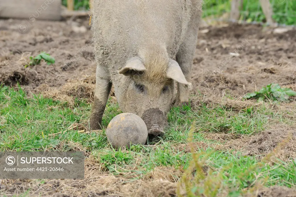 Domestic Pig, Mangalitza gilt, playing with football distractor in paddock, England, july