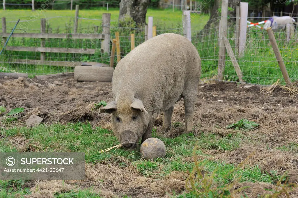 Domestic Pig, Mangalitza gilt, playing with football distractor in paddock, England, july