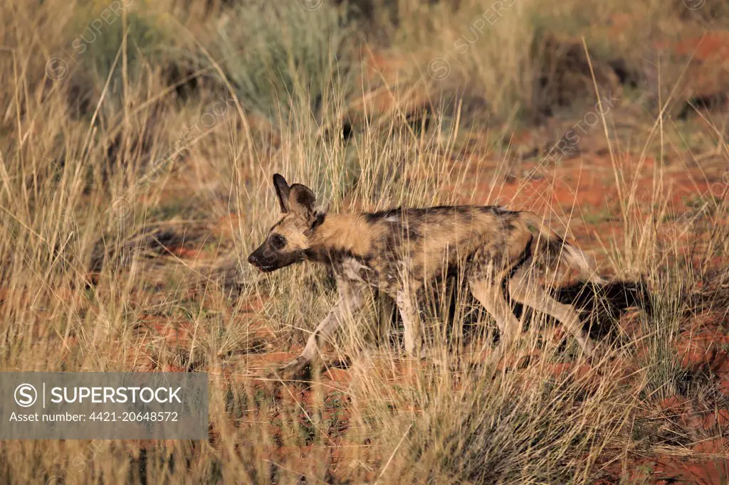African Wild Dog (Lycaon pictus pictus) juvenile, walking amongst long grass in semi-desert, Tswalu Kalahari Reserve, Kalahari Desert, Northern Cape, South Africa, November