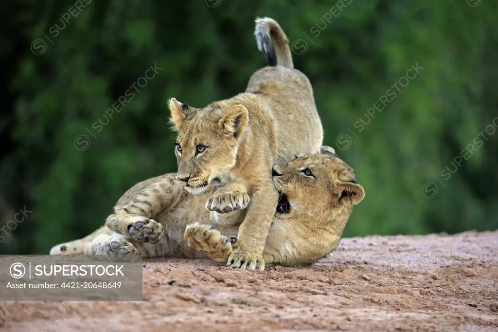 Transvaal Lion (Panthera leo krugeri) two cubs, four-months old, playfighting at waterhole in semi-desert, Tswalu Kalahari Reserve, Kalahari Desert, Northern Cape, South Africa, November