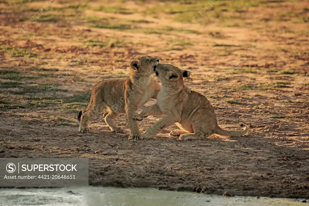 Transvaal Lion (Panthera leo krugeri) two cubs, four-months old, playfighting at waterhole in semi-desert, Tswalu Kalahari Reserve, Kalahari Desert, Northern Cape, South Africa, November