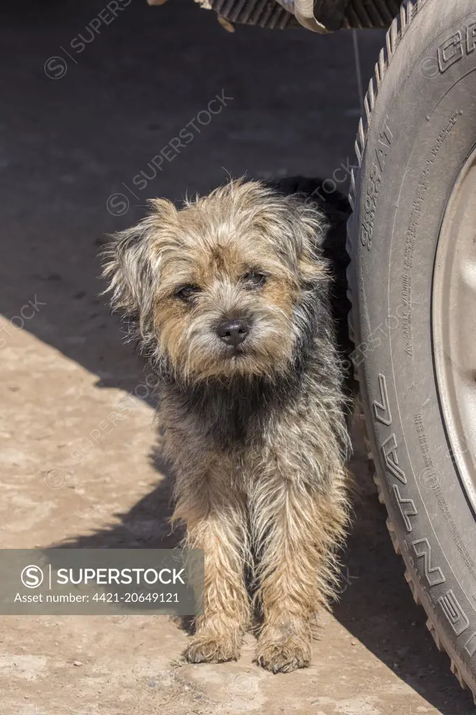 Border terrier looking out from behind a car tyre.