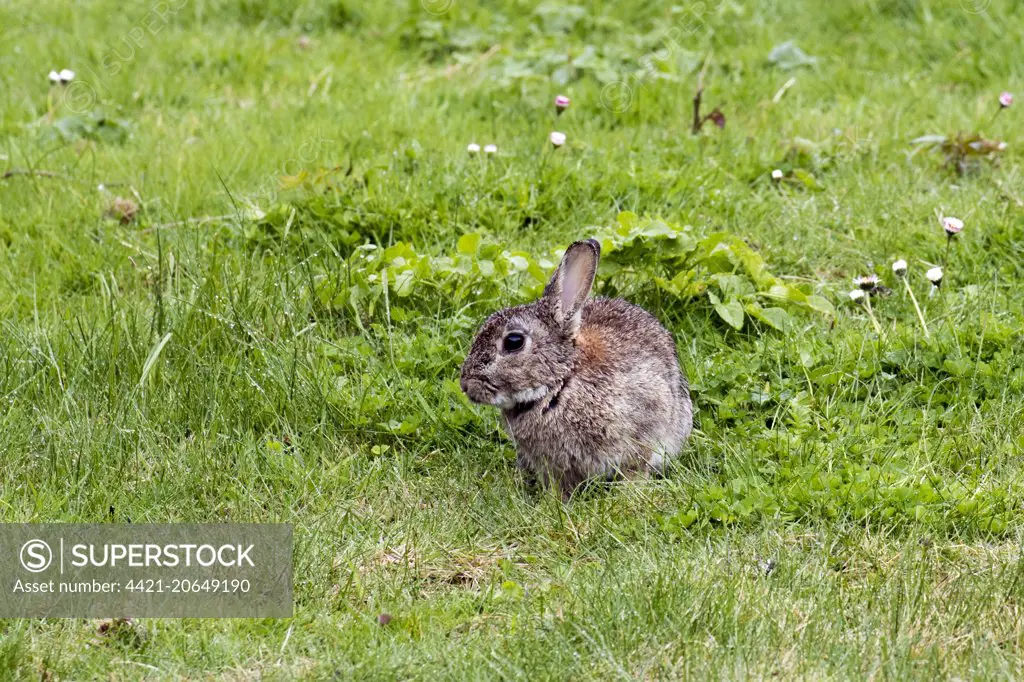 European Rabbit (Oryctolagus cuniculus) adult