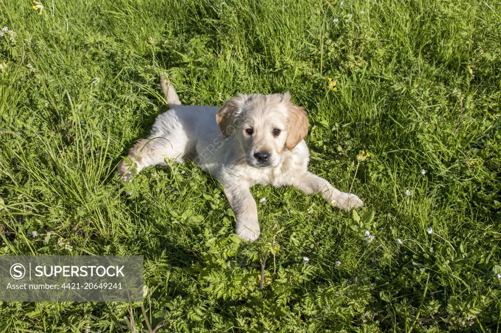 Domestic Dog, Golden Retriever puppy, on grass