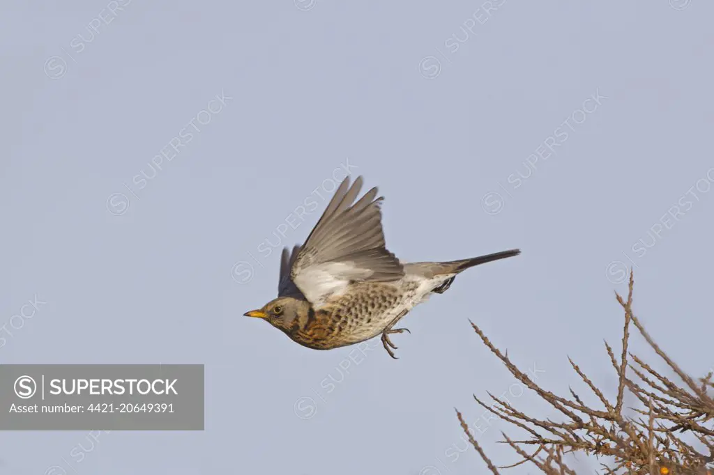 Fieldfare (Turdus pilaris) adult, in flight, taking off from Sea Buckthorn (Hippophae rhamnoides), Norfolk, England, January