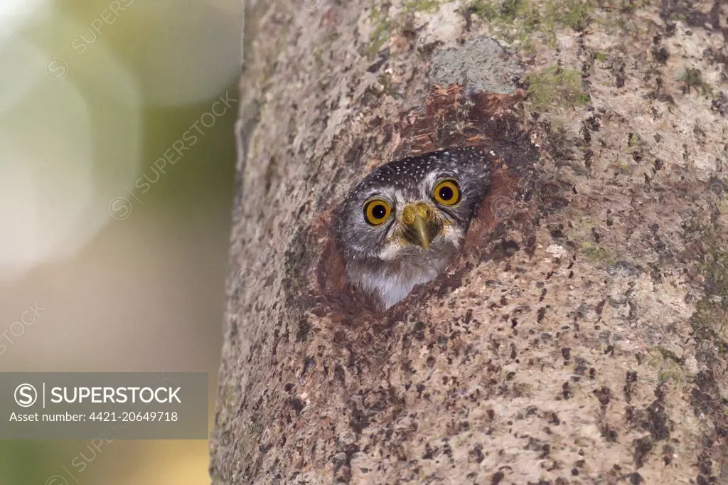 Amazonian Pygmy-owl (Glaucidium hardyi) adult, looking out from nesthole in tree trunk, Peruvian Amazon, Peru, September