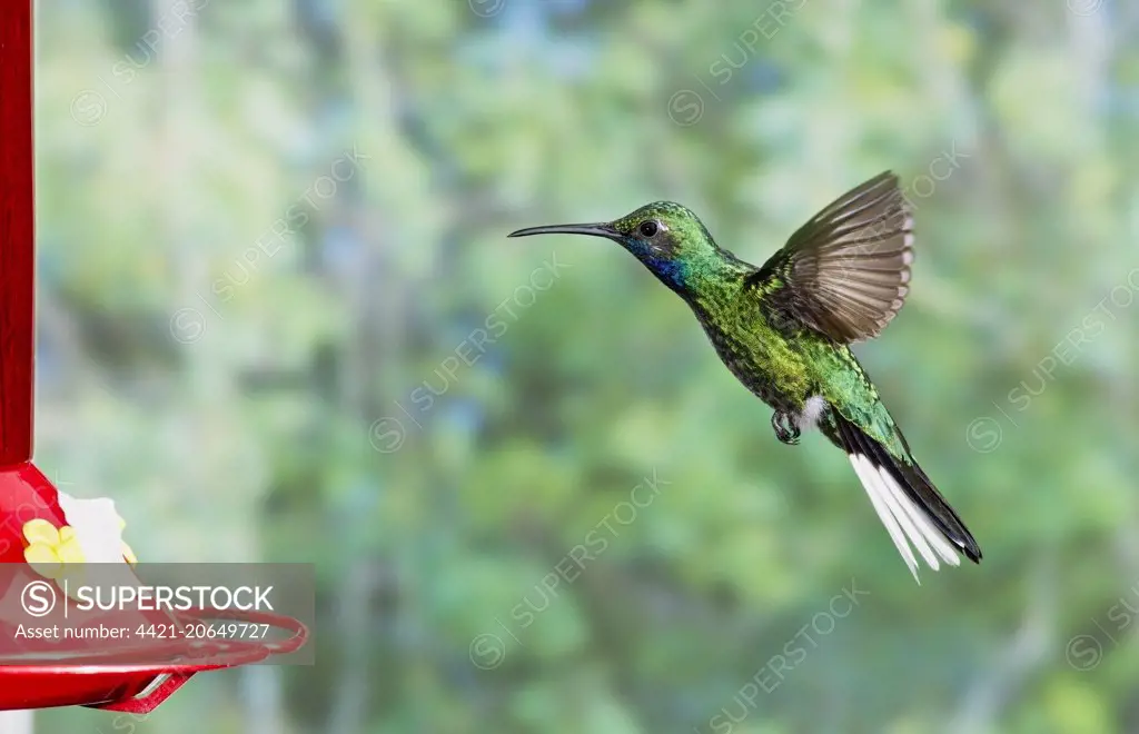 White-tailed Sabrewing (Campylopterus ensipennis) adult male, in flight, hovering at feeder, Tobago, Trinidad and Tobago, November