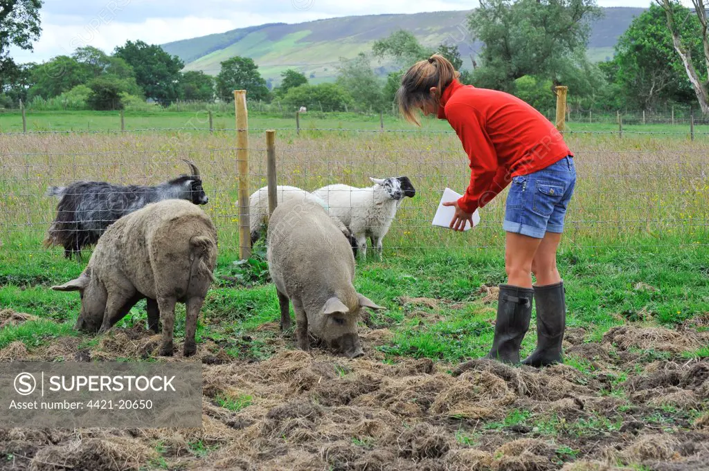 Domestic Pig, Mangalitza gilts, feeding, being fed by owner in paddock, sheep in goat in next paddock, England, july