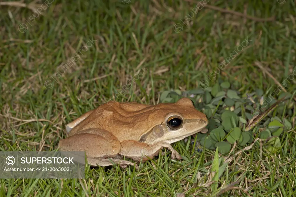 Common Indian Treefrog (Polypedates maculatus) adult, on grass, India, February