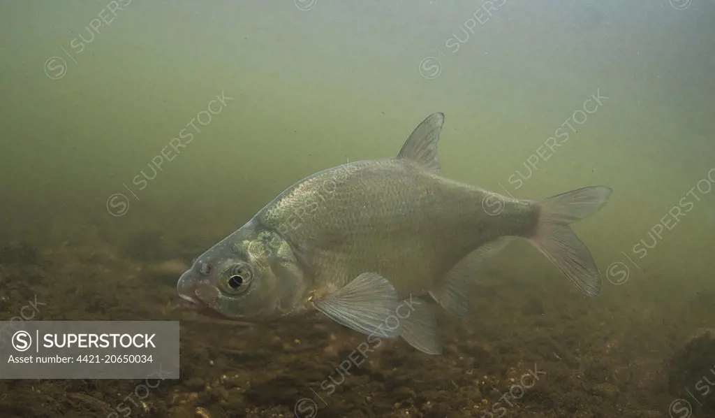 Common Bream (Abramis brama) adult, swimming in river, River Trent, Nottinghamshire, England, April