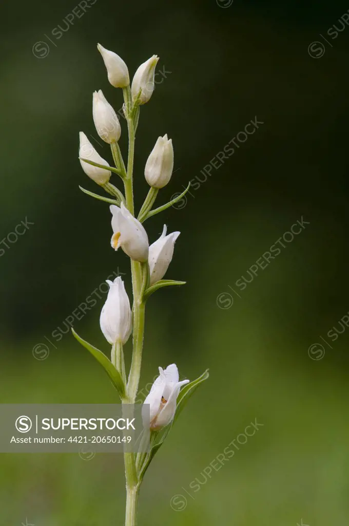 White Helleborine (Cephalanthera damasonium) close-up of flowerspike, Kent, England, May