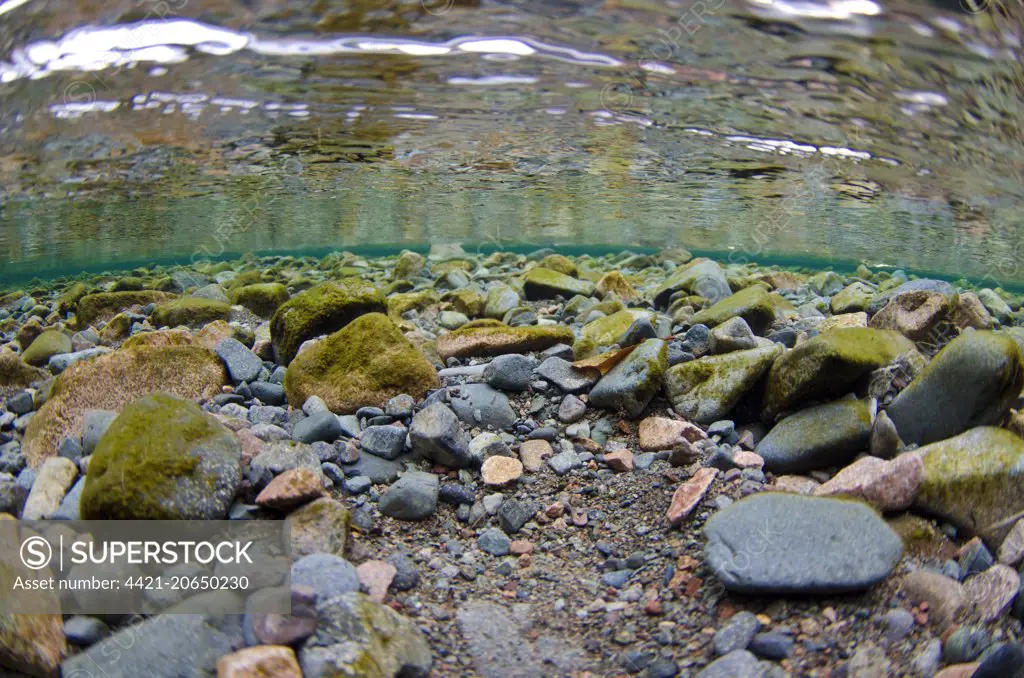 Underwater view of stony riverbed in river flowing into glacial lake, River Liza, Ennerdale Water, Lake District N.P., Cumbria, England, November
