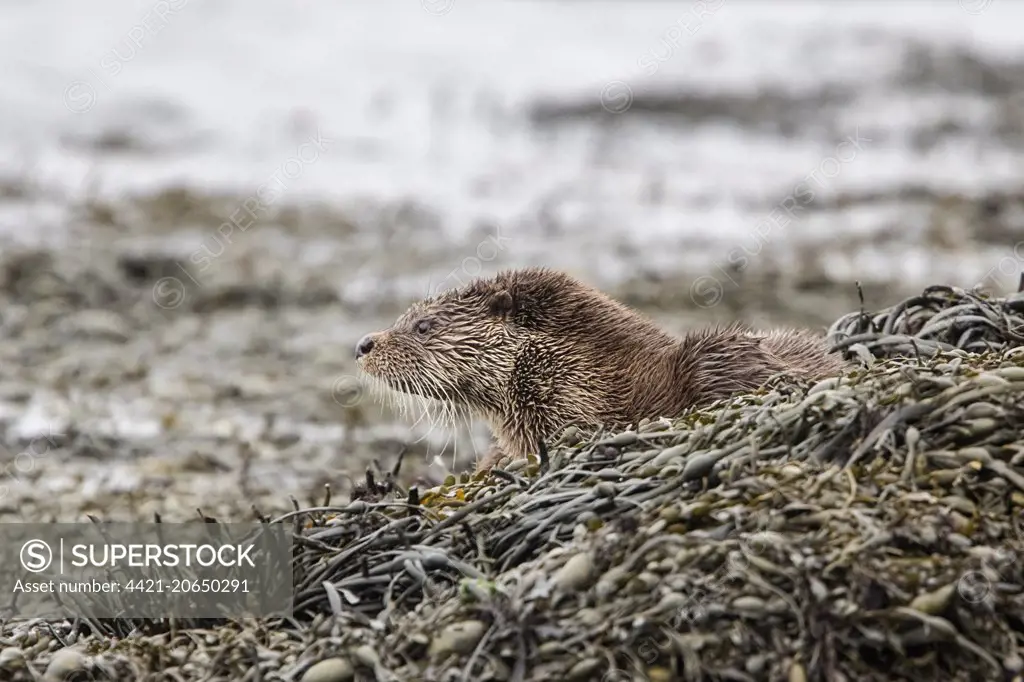 Otter resting on seaweed  at low tide on a rock.