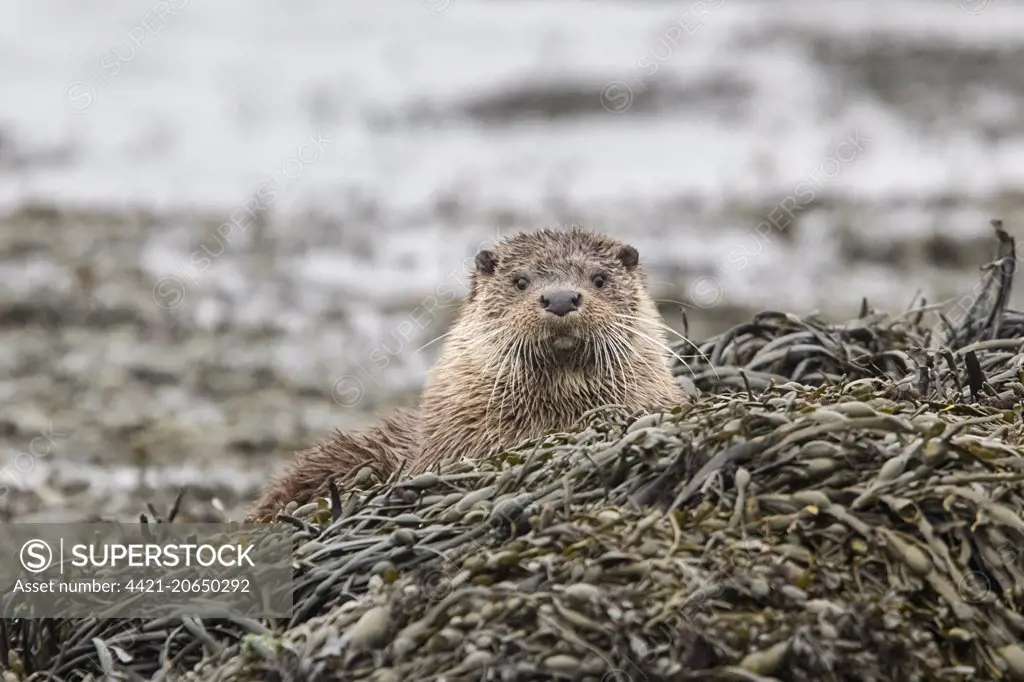Otter resting on seaweed  at low tide on a rock.