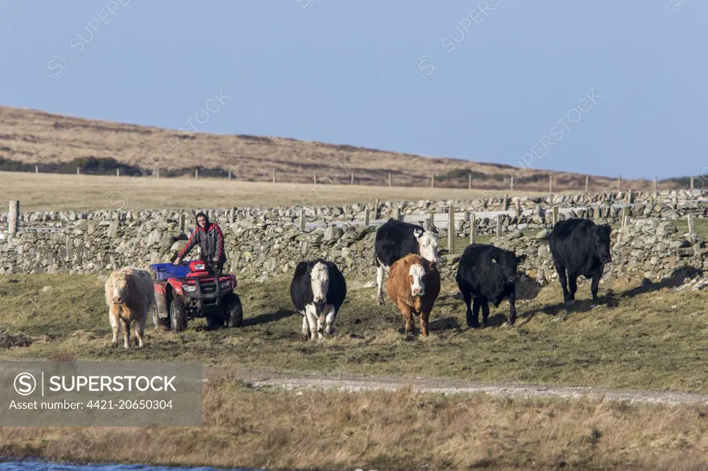 Herding cattle using a quad bike, on the isle of Islay Scotland.