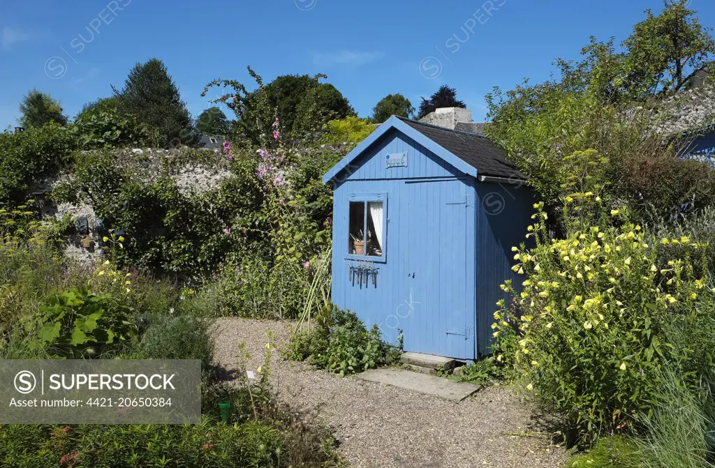 Blue shed in cottage garden, Saint-Valery-sur-Somme, Baie de Somme, Somme, Picardy, France, August 
