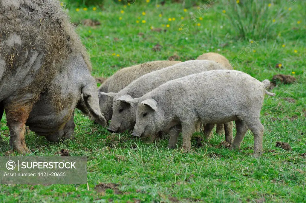 Domestic Pig, Mangalitza, sow with piglets, foraging in paddock, England, july