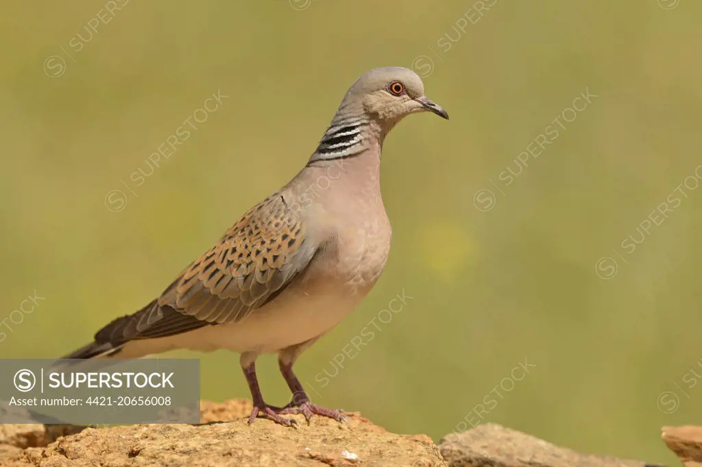 Eurasian Turtle-dove (Streptopelia turtur) adult, standing on rock, Romania, May