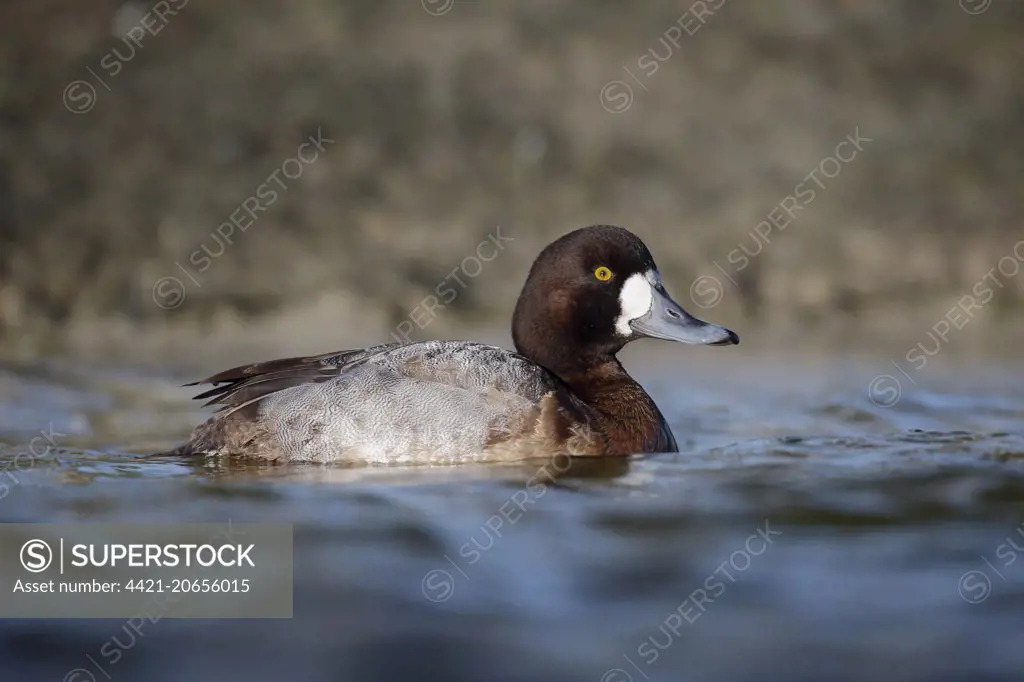 Greater Scaup (Aythya marila) adult female, swimming, Dumfries, Dumfries and Galloway, Scotland, January
