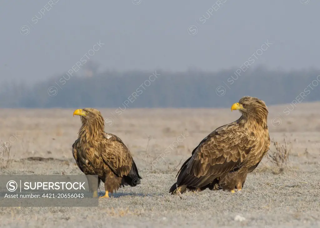 White-tailed Eagle (Haliaeetus albicilla) two adults, standing on frost covered ground, Hortobagy N.P., Hungary, February