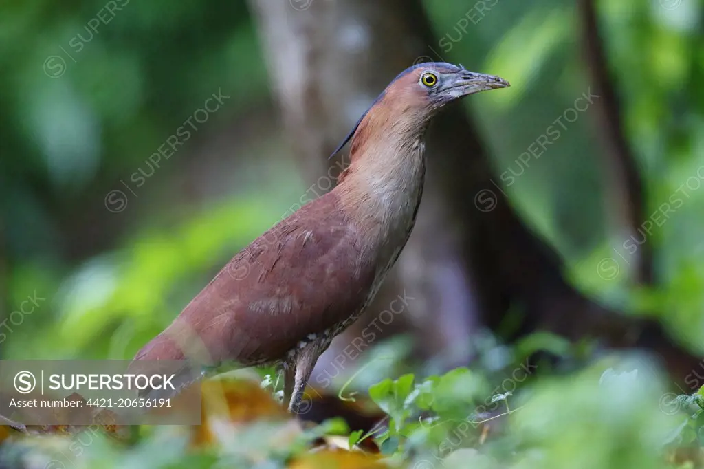 Malayan Night-heron (Gorsachius melanolophus) adult, foraging in cultivated clearing, New Territories, Hong Kong, China, June