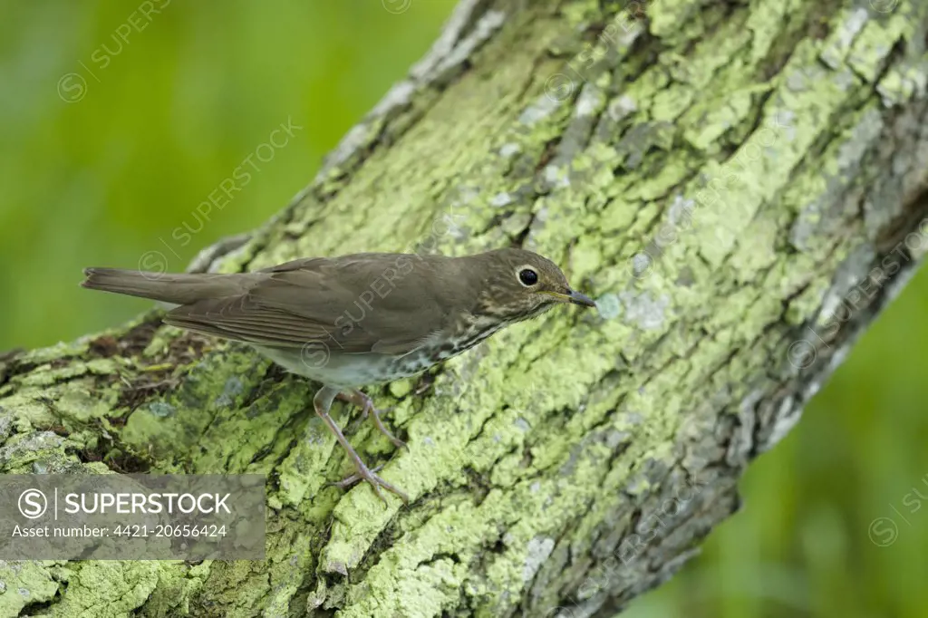 Swainson's Thrush (Catharus ustulatus) adult, perched on branch, Gulf Coast, Texas, U.S.A., April