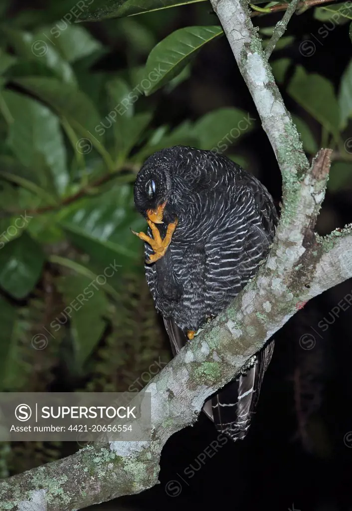 Black-banded Owl (Ciccaba huhula albomarginata) adult, scratching head, perched on branch at night, Atlantic Rainforest, Reserva Ecologica de Guapi Assu, Rio de Janeiro State, Brazil, July
