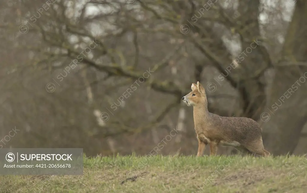 Chinese Water Deer (Hydropotes inermis) introduced species, adult male, standing on grass, Cambridgeshire, England, March