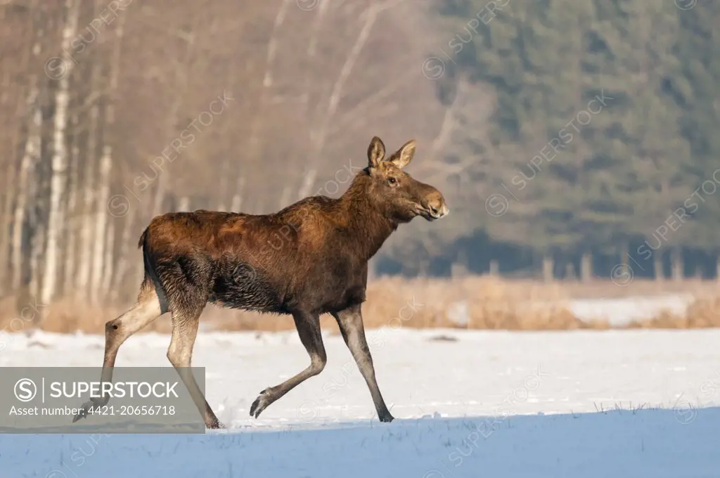 European Moose (Alces alces alces) adult female, running on snow covered field, Biebrza N.P., Podlaskie Voivodeship, Poland, February
