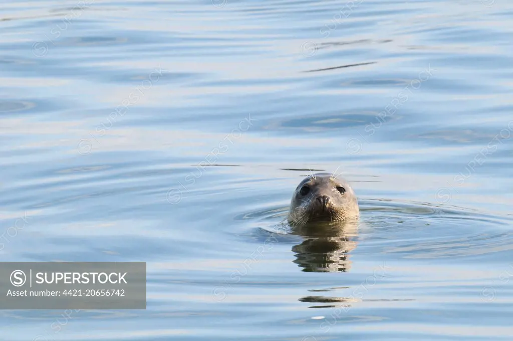 Grey Seal (Halichoerus grypus) adult female, with head at surface of water, Cayton Bay, North Yorkshire, England, August