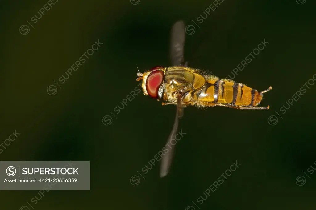 Marmalade Hoverfly (Episyrphus balteatus) adult, in flight, Norfolk, England, July