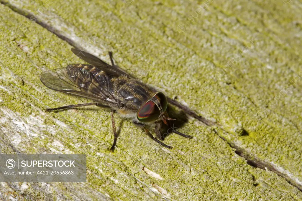 Large Marsh Horsefly (Tabanus autumnalis) adult, Norfolk, England, June