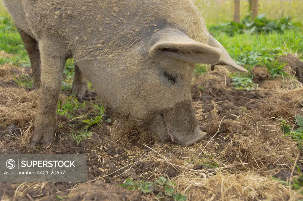 Domestic Pig, Mangalitza gilt, feeding on pellets in paddock, close-up of head, England, july