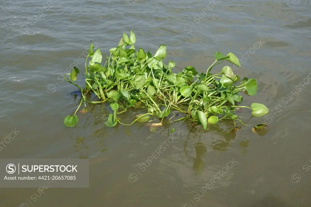 Floating water hyacinth, Eichhornia crassipes, floating in the Chao Phraya River and invasive a clogging weed of waterways, Thailand