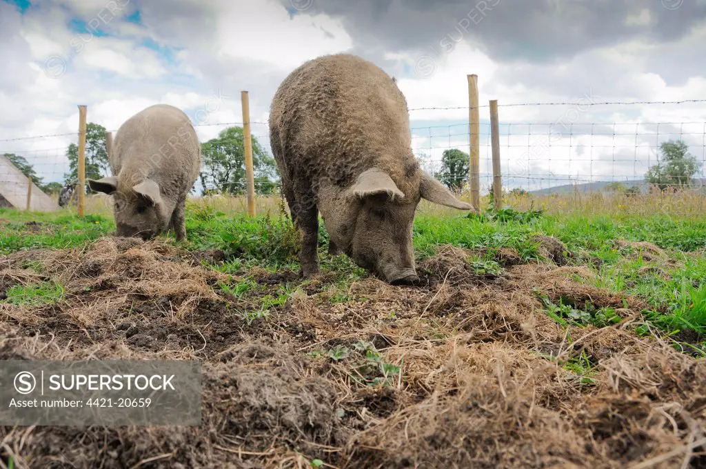 Domestic Pig, Mangalitza gilts, feeding on pellets in paddock beside wire fence, England, july