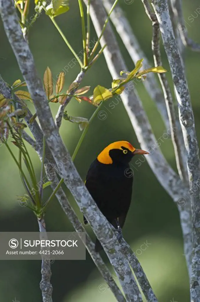 Regent Bowerbird (Sericulus chrysocephalus) adult male, perched on branch, O'Reilly's, Lamington N.P., Queensland, Australia