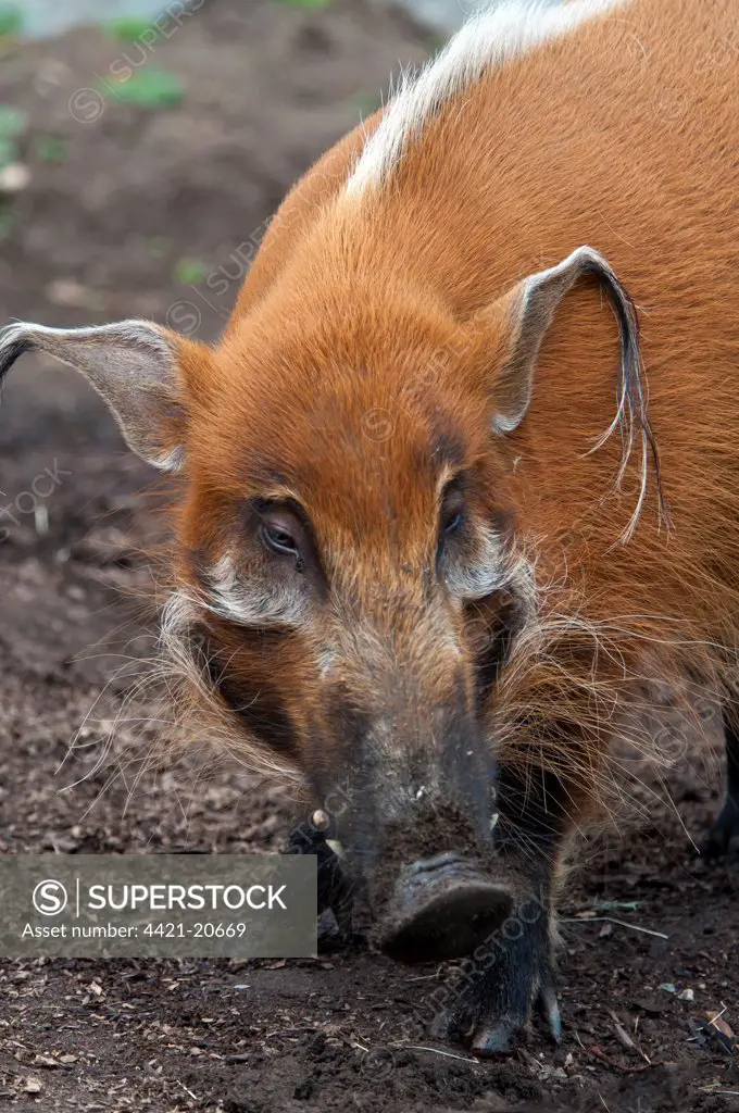 Red River Hog (Potamochoerus porcus) adult, close-up of head (captive)