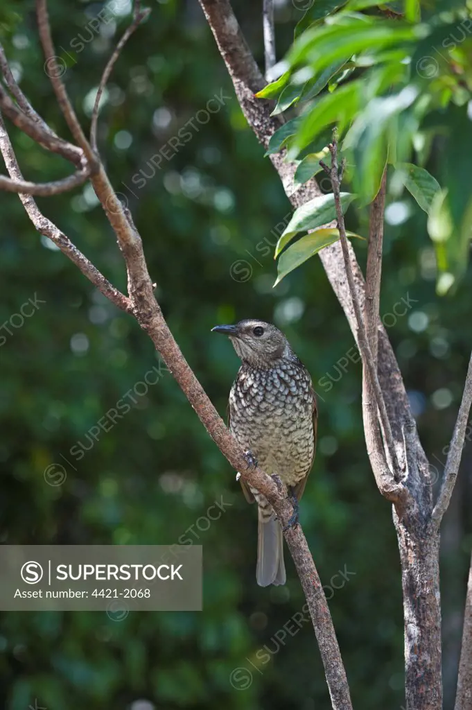 Regent Bowerbird (Sericulus chrysocephalus) adult female, perched on branch, O'Reilly's, Lamington N.P., Queensland, Australia
